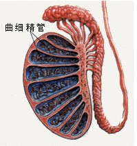 性厌恶