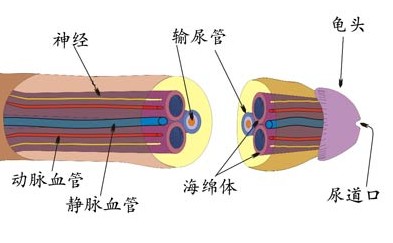 勃起不坚