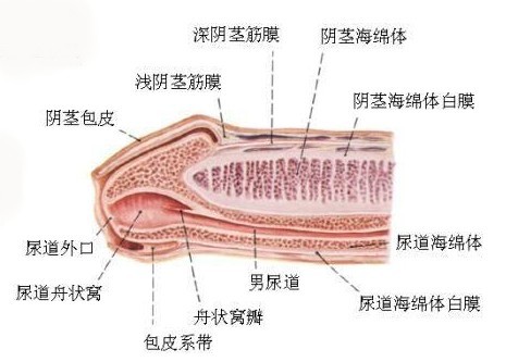 阴茎异常勃起