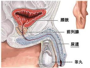性交昏厥