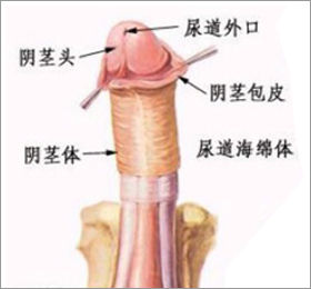 包皮过长如何理解